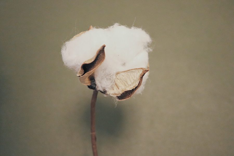 Fleur de coton pour des vêtements en fibres naturelles