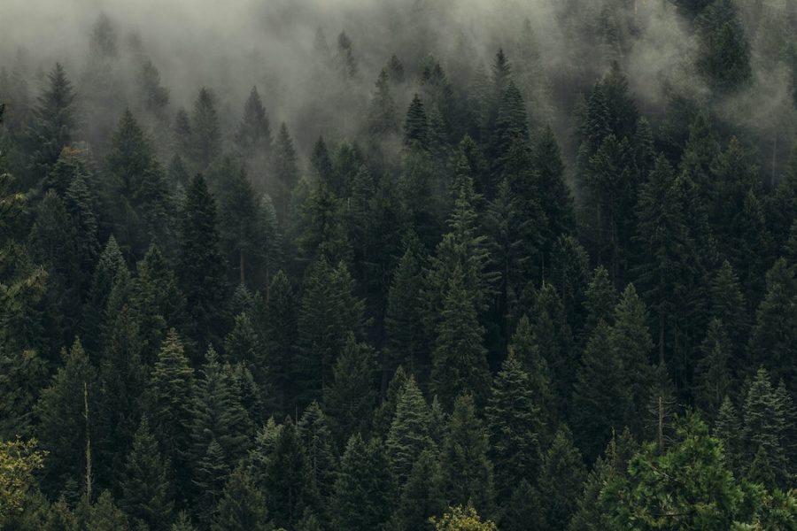 Forêt et compensation carbone