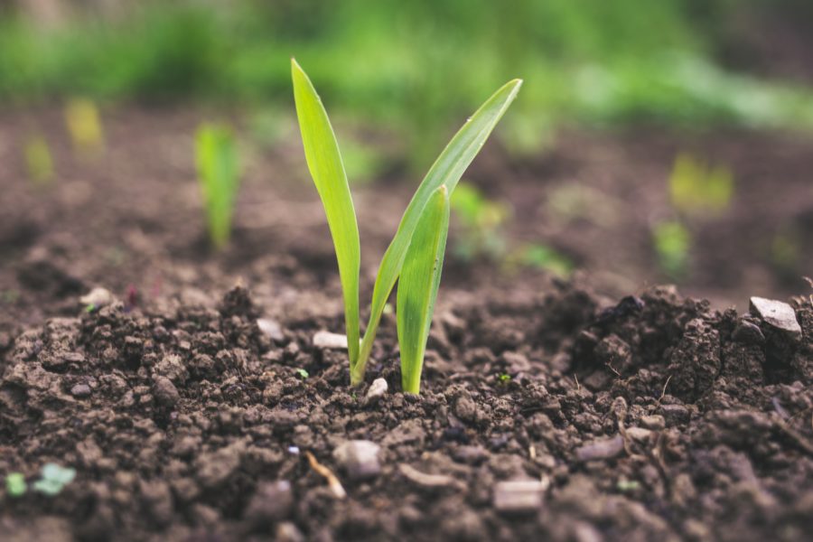 Agriculture biologique sans pesticides