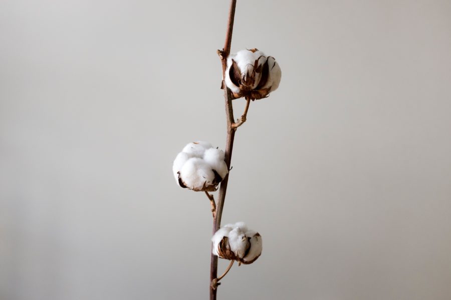 Branche de coton