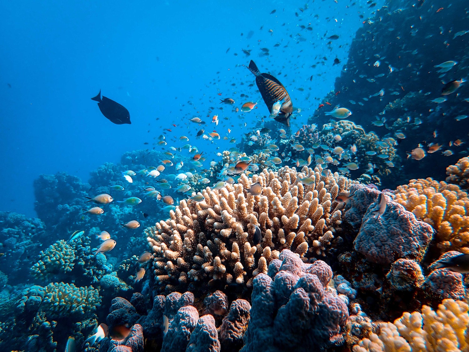 La transplantation ou comment faire renaître les récifs coralliens
