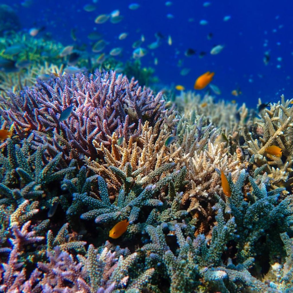 Récif corallien en bonne santé