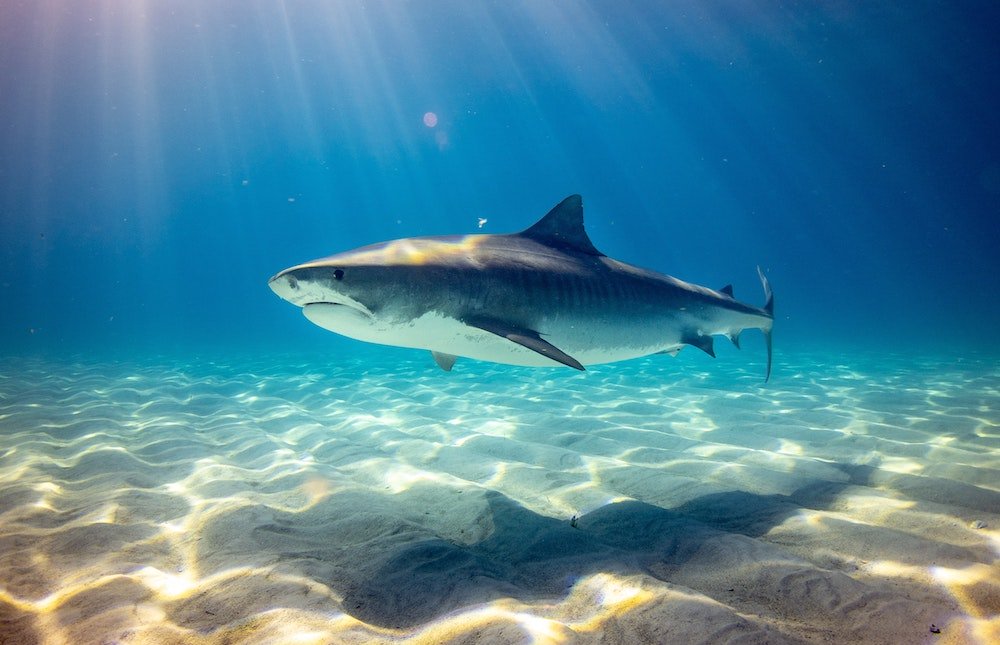 Stop Finning EU : mettre fin au commerce d’ailerons de requins