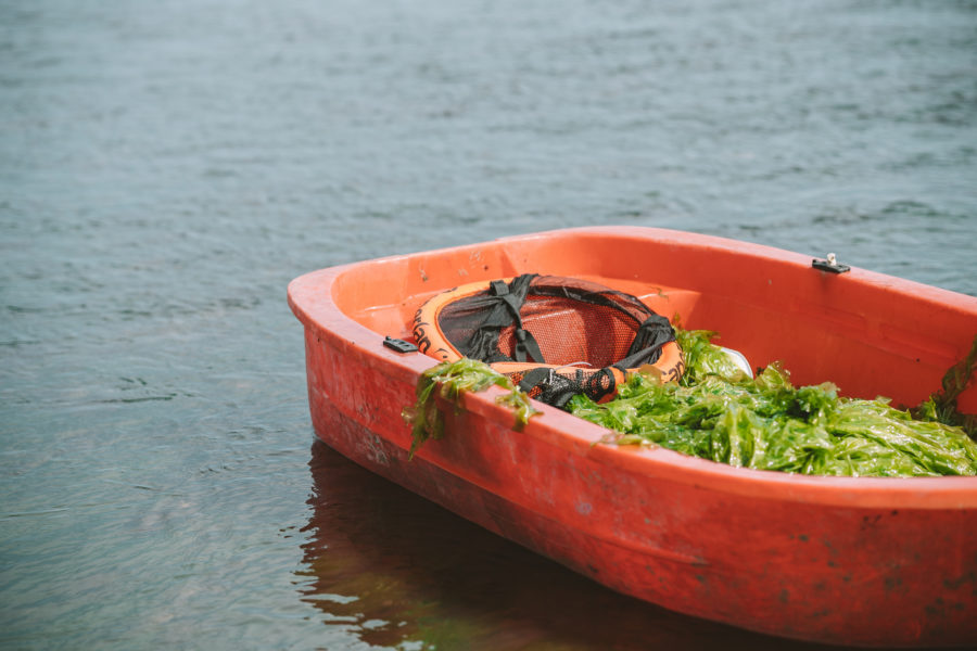 Barque rouge remplie d'algues comestibles