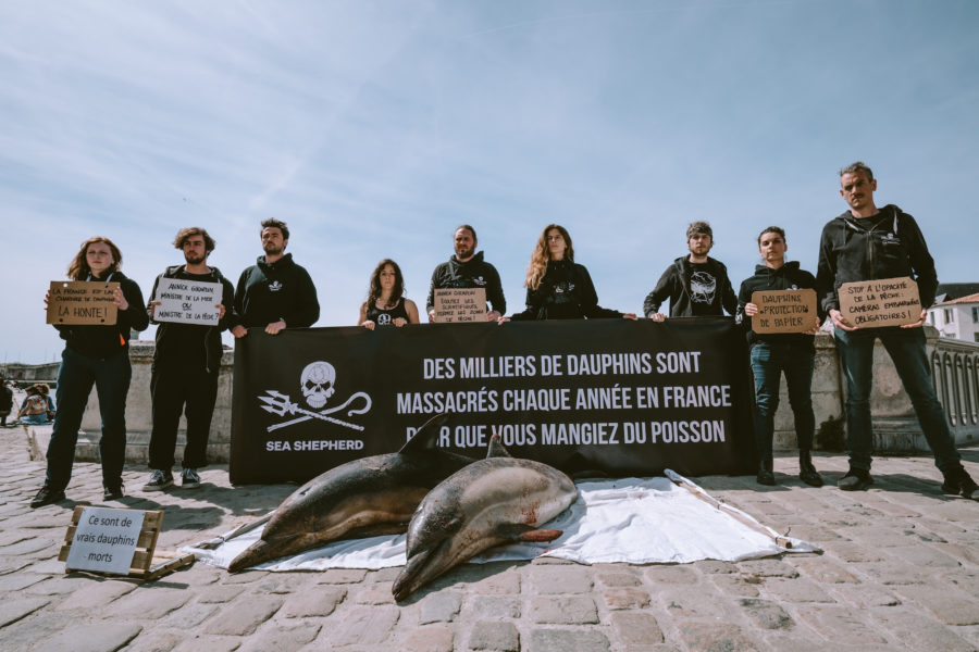 Exposition de dauphins par Sea Shepherd à La Rochelle