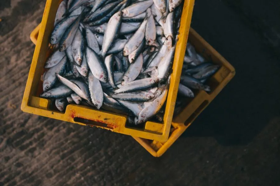 Poissons dans une cagette en plastique