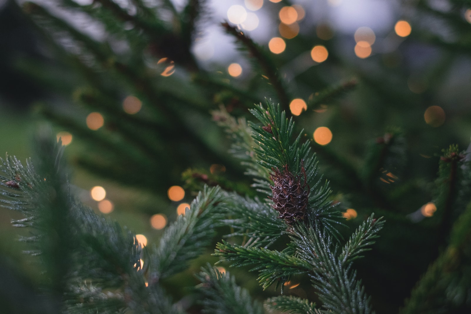 10 idées de cadeaux écolos pour Noël | Blutopia