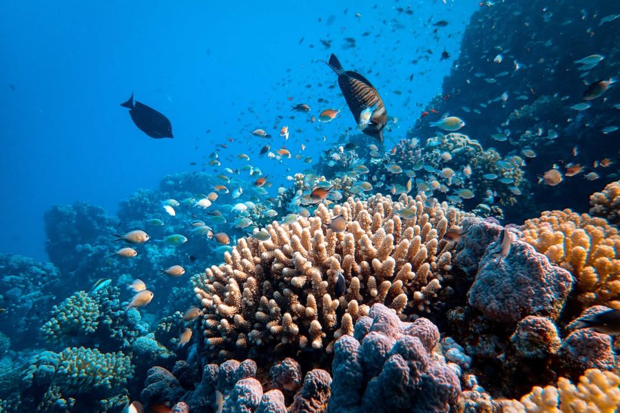 Récif corallien menacé par l'acidification de l'océan